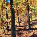 Woodland Walk
image 14 x 18
      [sold]