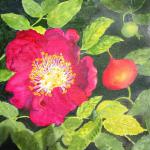     Rugosa (Beach Rose)
           image 8" x 8"
                   [sold]